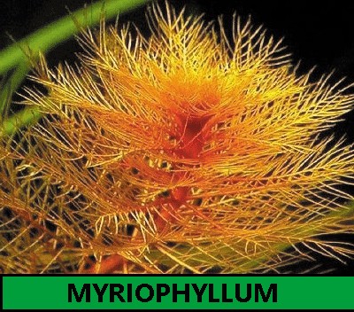 Myriophyllum