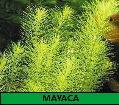 Mayaca