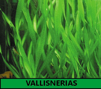 Vallisnerias