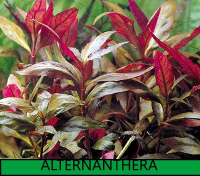 Alternanthera