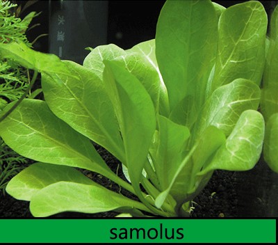 Samolus sp