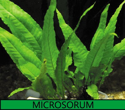 Microsorum