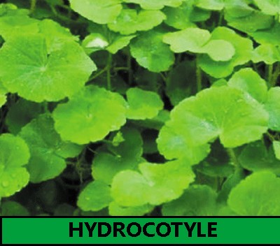 Hydrocotyle