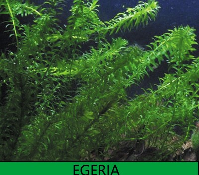 Egeria