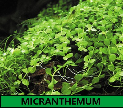 Micranthemum