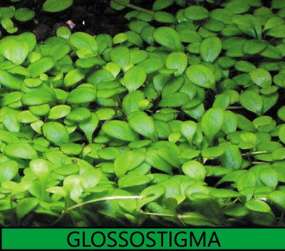 Glossostigma