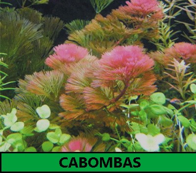 Cabomba