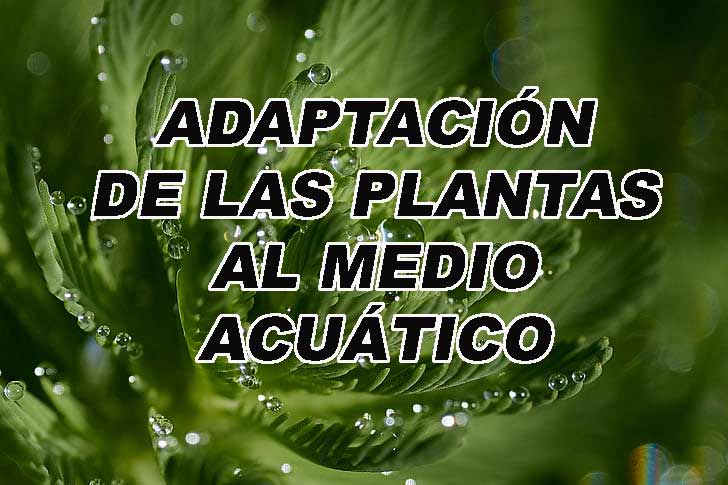 Privilegiado mantequilla cualquier cosa Adaptaciones de las plantas al medio acuatico | Plantiber