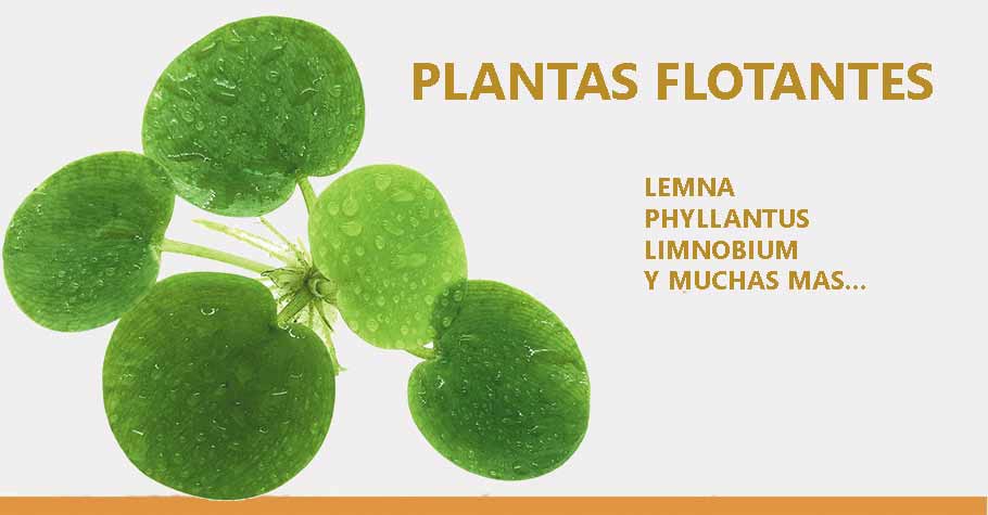 Plantas Flotantes