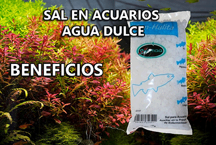 Tratamientos con sal en el acuario de agua dulce