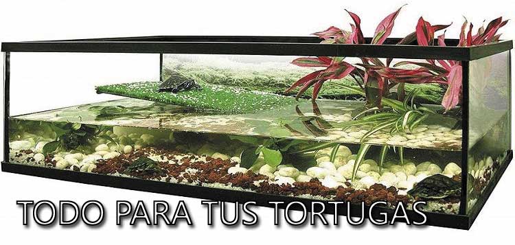 Cuidados de las tortugas de agua