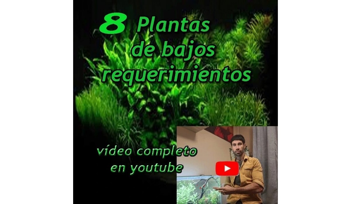 8 PLANTAS DE BAJOS REQUERIMIENTOS. CANAL YOUTUBE