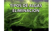 Tipos de algas y  su control