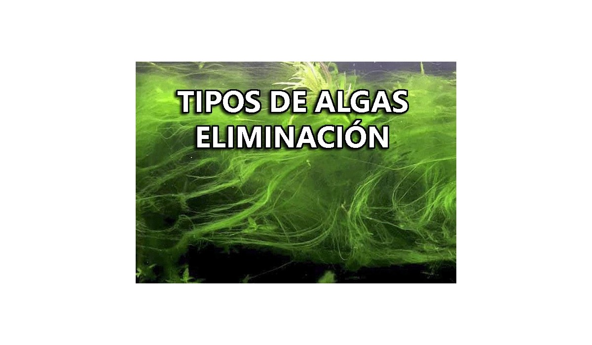 Tipos de algas y  su control