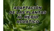 Adaptaciones de las plantas al medio acuatico