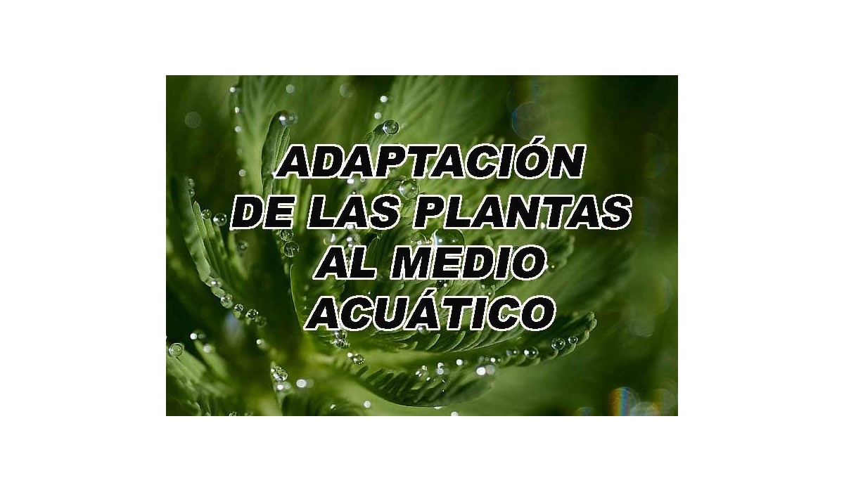 Adaptaciones de las plantas al medio acuatico