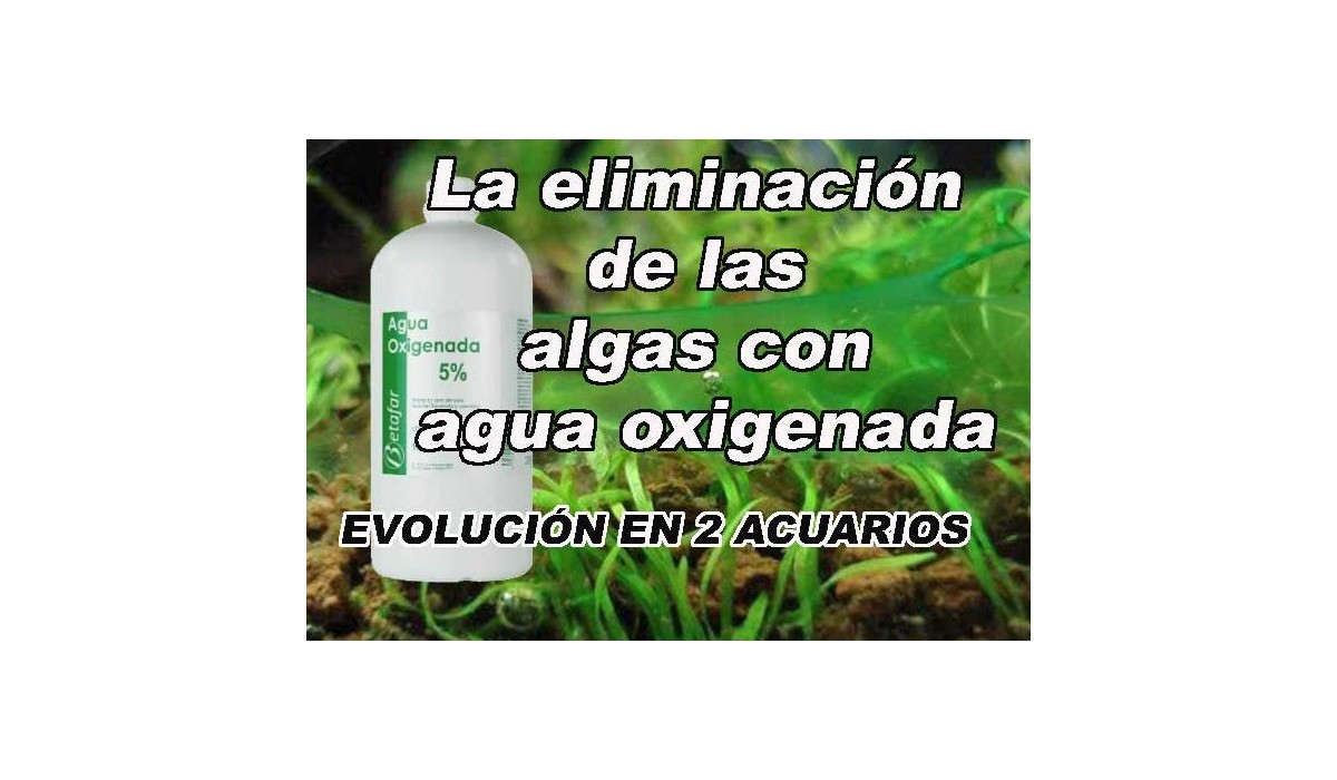 La eliminación de las algas con agua oxigenada (H2O2)