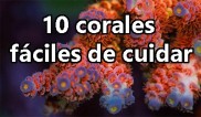 10 corales marinos faciles de cuidar