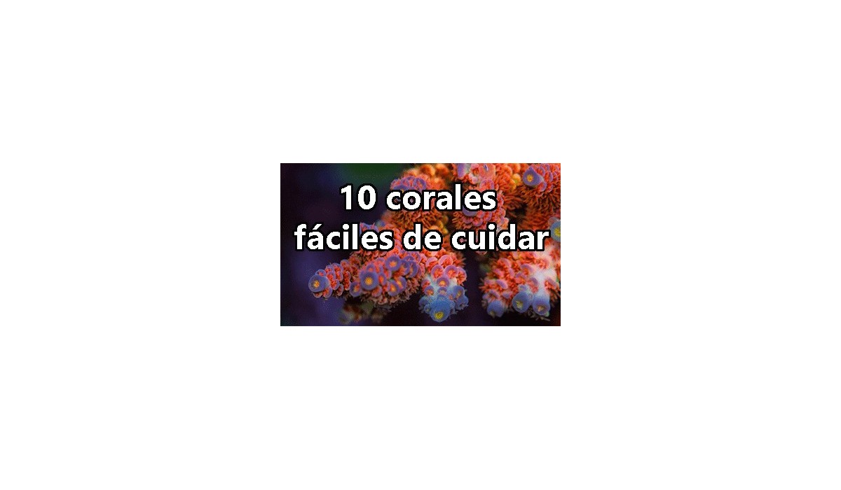 10 corales marinos faciles de cuidar