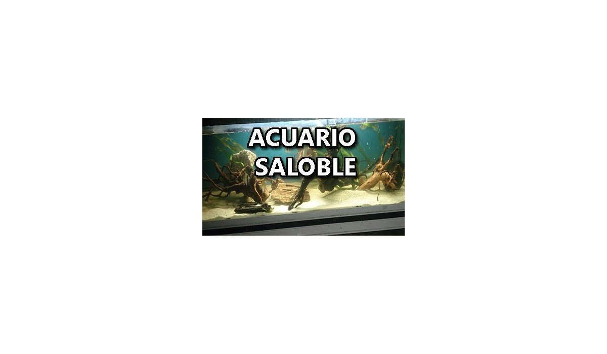 Acuario saloble