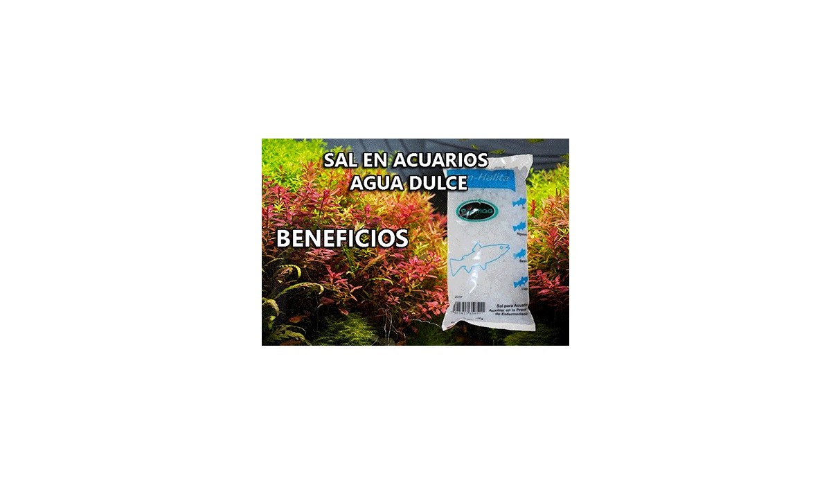 www.plantasdeacuarios.com