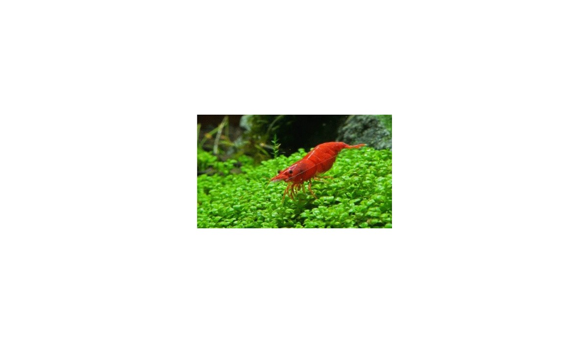 Neocaridina Red cherry- gamba cereza