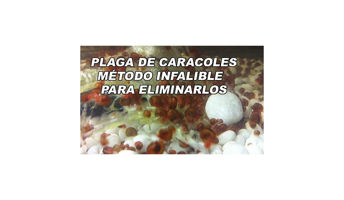 Cómo eliminar la plaga de caracoles en el acuario