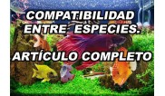 Peces acuarios compatibilidad