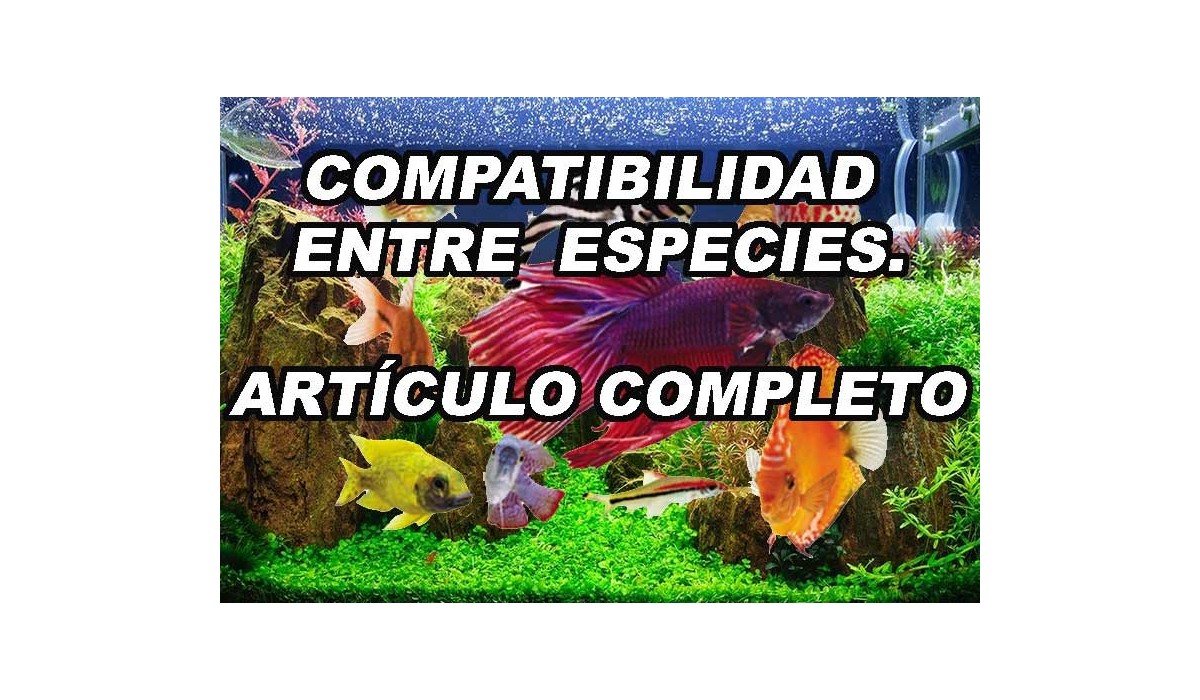 Peces acuarios compatibilidad