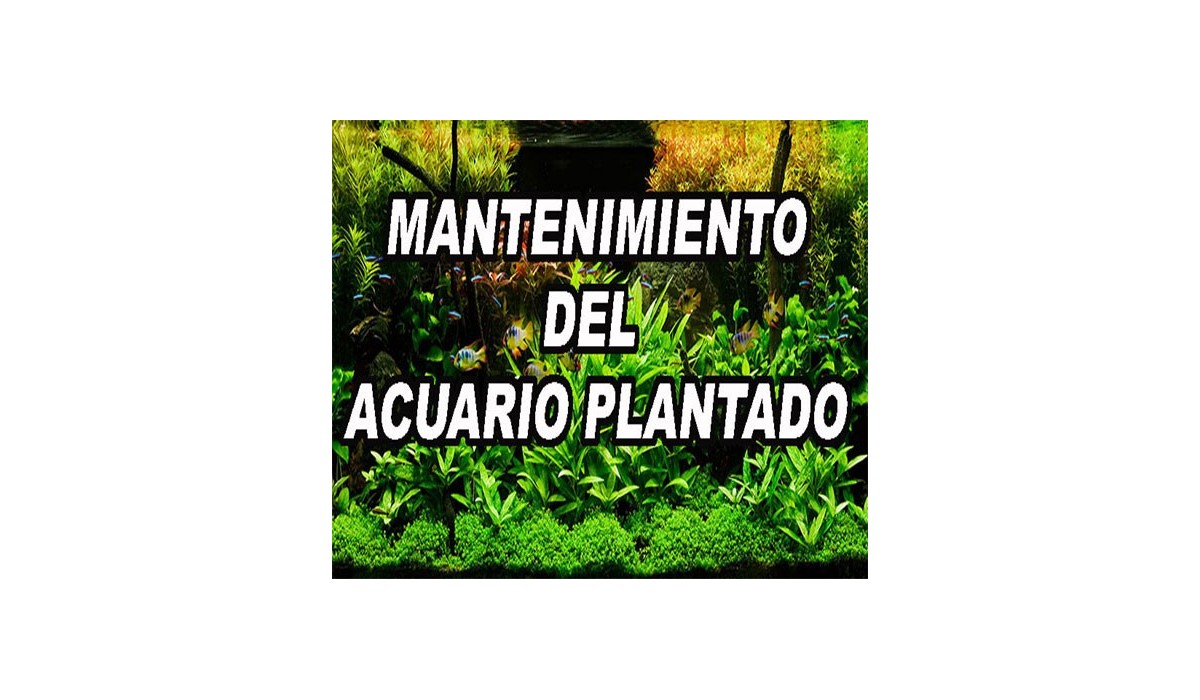 LAS 7 REGLAS DE ORO PARA MANTENER UN ACUARIO PLANTADO