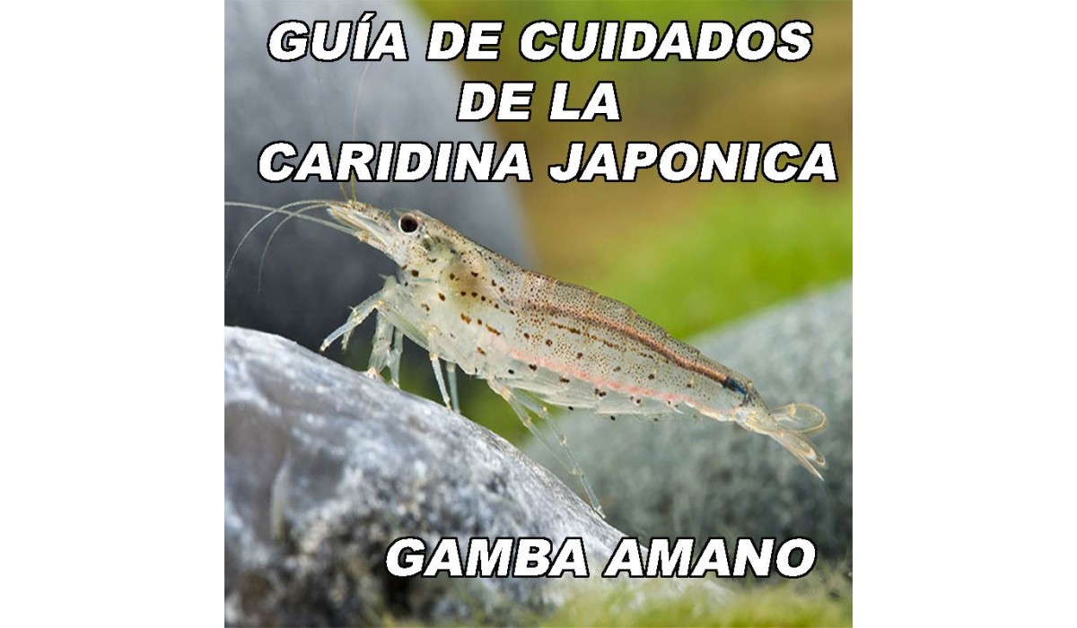 GUÍA DE CUIDADOS DE LA CARIDINA JAPONICA