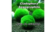 Guía de cuidados de Cladophora Aegagrophila