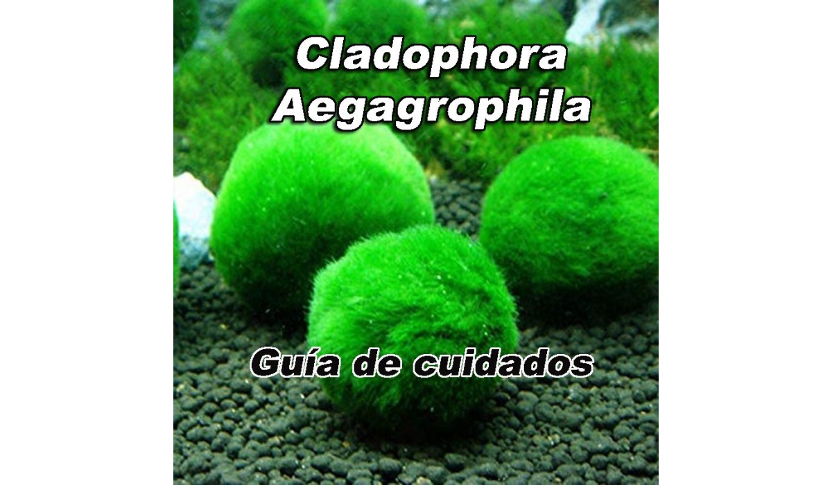 Guía de cuidados de Cladophora Aegagrophila