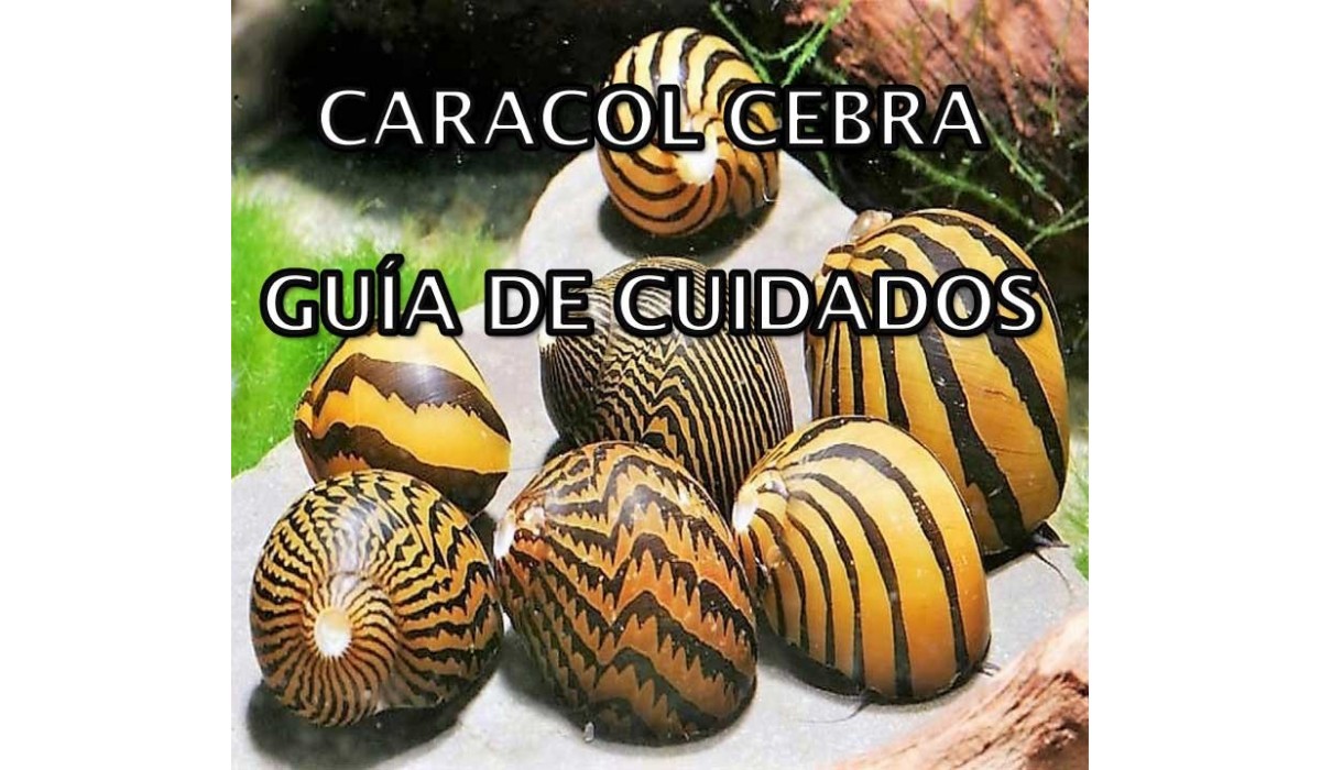 CARACOL CEBRA- GUIA DE CUIDADOS