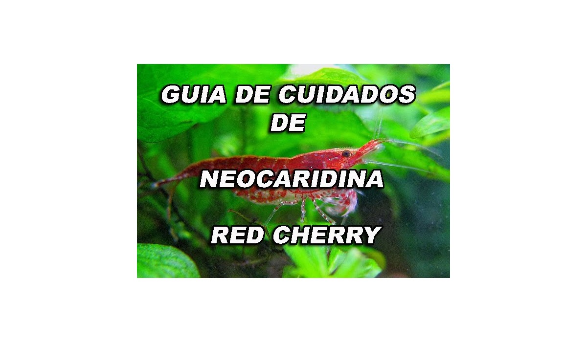 GUIA DE CUIDADOS DE NEOCARIDINA RED CHERRY