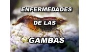 ENFERMEDADES DE LAS GAMBAS