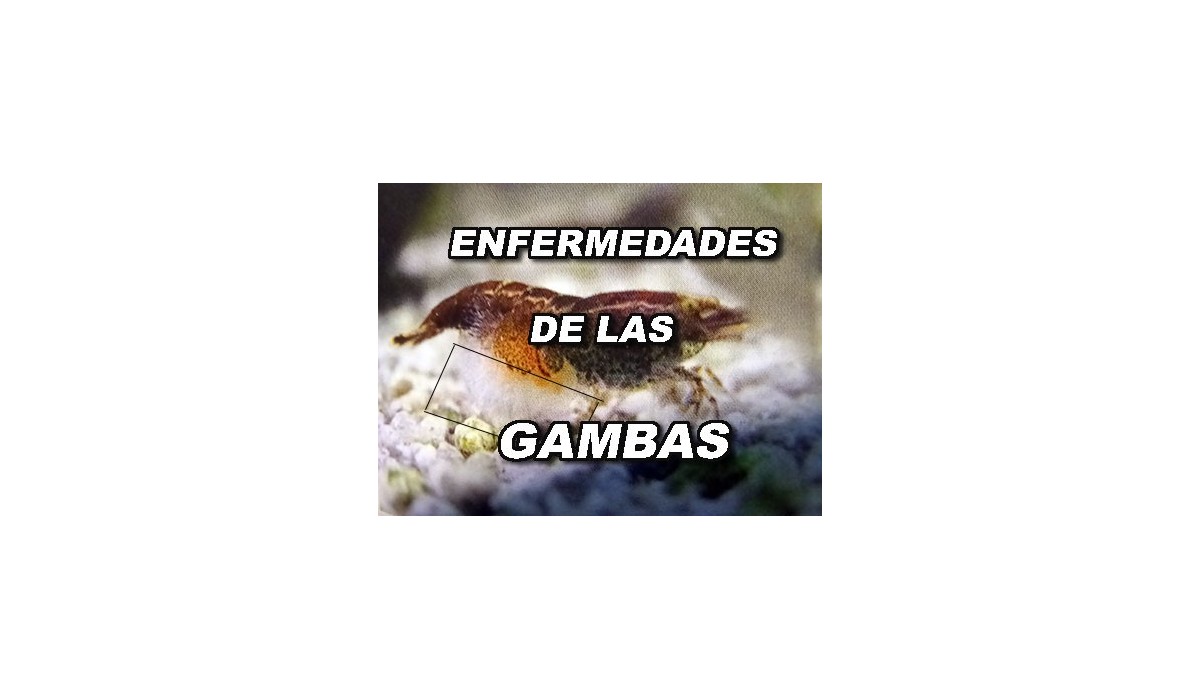 ENFERMEDADES DE LAS GAMBAS