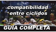 COMPATIBILIDAD ENTRE CICLIDOS