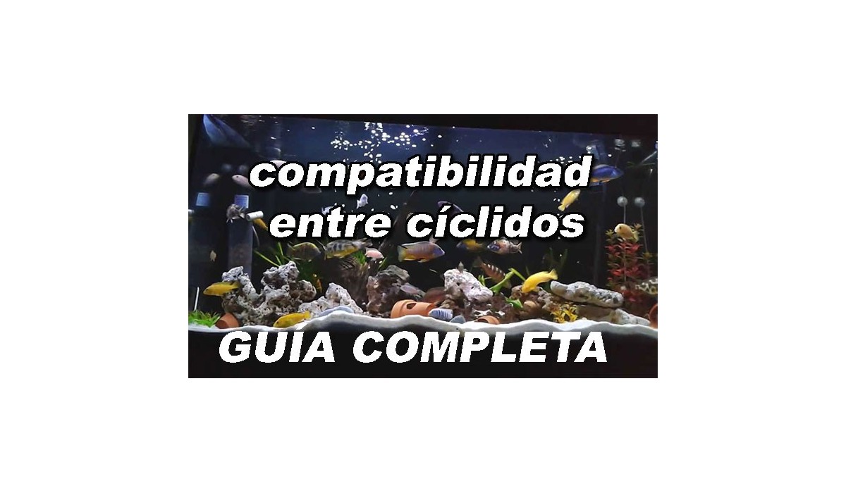 COMPATIBILIDAD ENTRE CICLIDOS