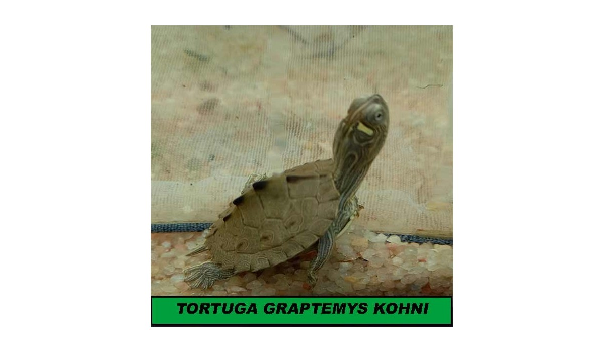 Cuidados de las tortugas de agua