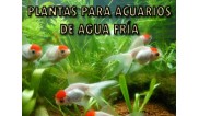 PLANTAS PARA ACUARIOS DE AGUA FRÍA